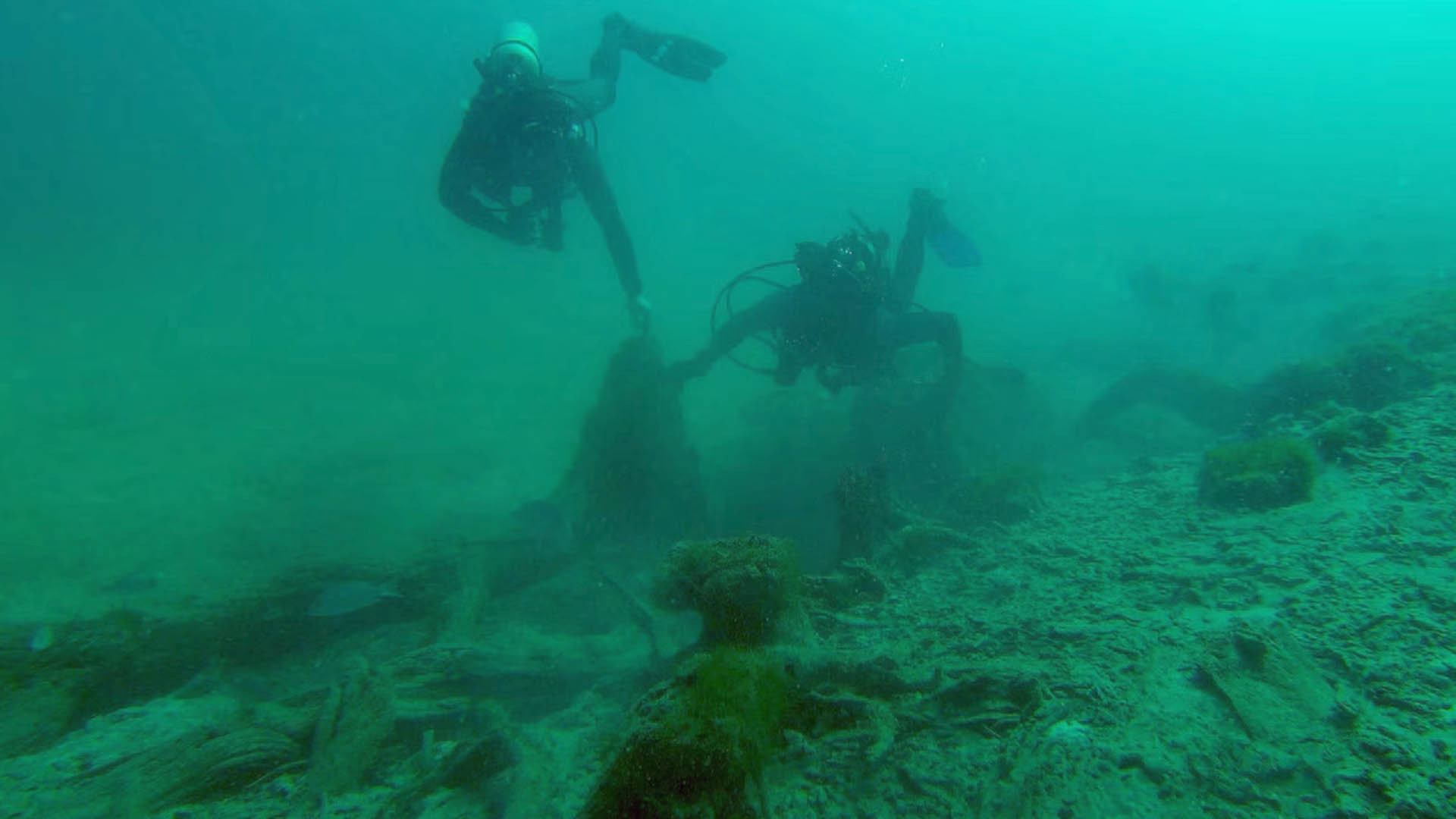 50,000 yr old Alabama Cypress forest proves nickname “Wood Eternal”