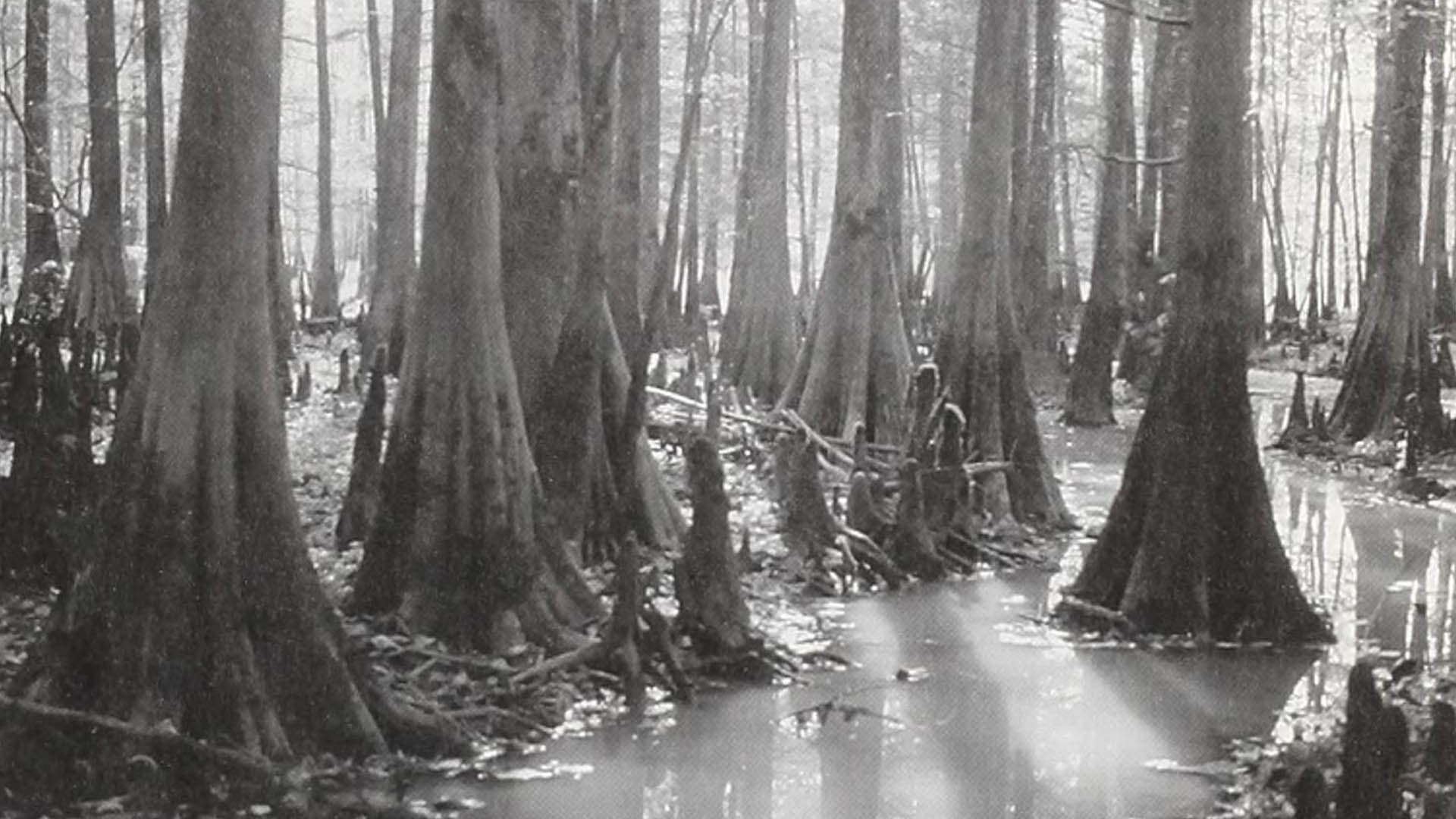 “Southern Cypress” Last Record of Virgin-Growth Cypress