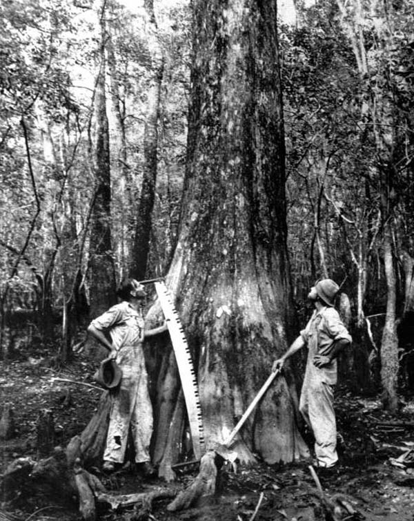 Louisiana’s Lost Giants_image